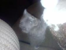 Nebelungs! - Photo 2