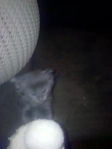 Nebelungs! - Photo 3