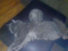 Nebelungs! - Photo 4