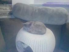 Nebelungs! - Photo 5