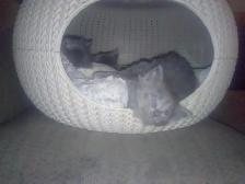 Nebelungs! - Photo 6