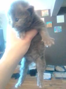 Nebelungs! - Photo 8