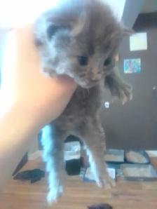 Nebelungs! - Photo 9