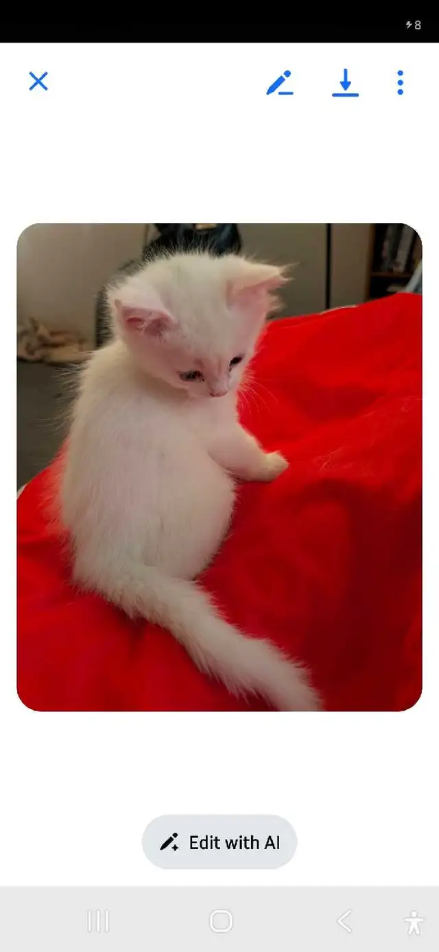 3 kittens long haired for sale. 400