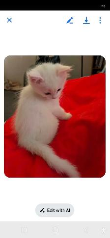 3 kittens long haired for sale. 400