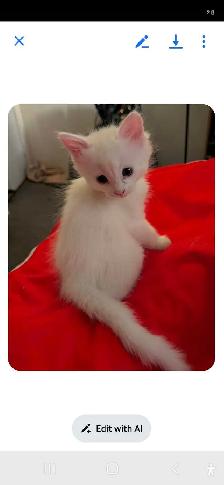 3 kittens long haired for sale. 400 - Photo 2