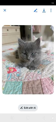 3 kittens long haired for sale. 400 - Photo 3