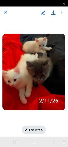 3 kittens long haired for sale. 400 - Photo 4