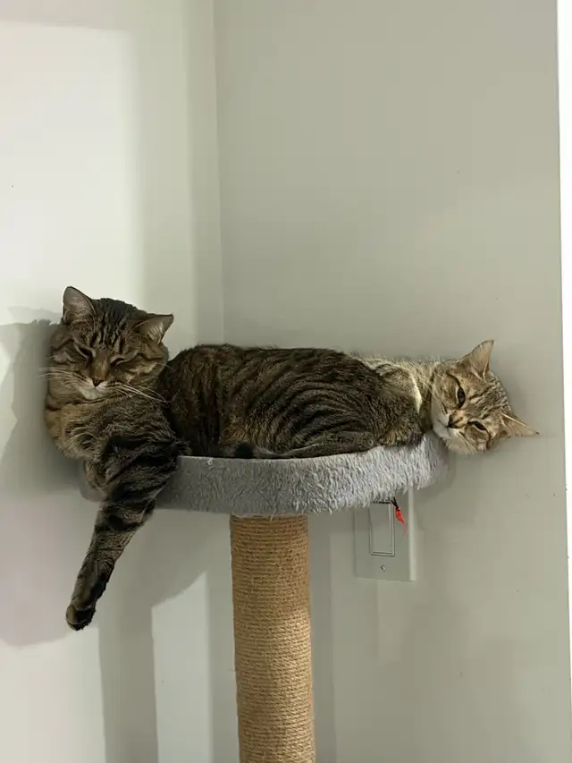 Pair Tabby Cats (Male & Female) – $200