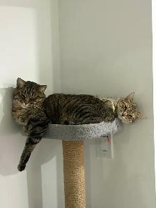 Pair Tabby Cats (Male & Female) – $200