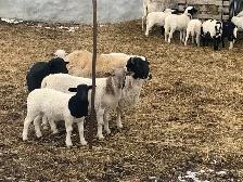 beautiful lambs - Photo 2