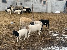 beautiful lambs - Photo 3