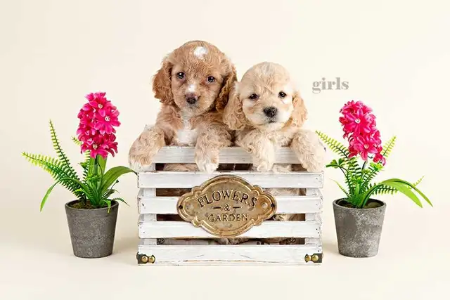 Adorable Mini Cockapoo Puppies