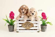 Adorable Mini Cockapoo Puppies