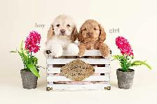 Adorable Mini Cockapoo Puppies - Photo 2