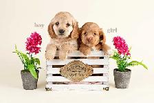 Adorable Mini Cockapoo Puppies - Photo 3