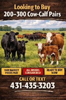 Serious Buyer Looking for 200–300 Cow-Calf Pairs