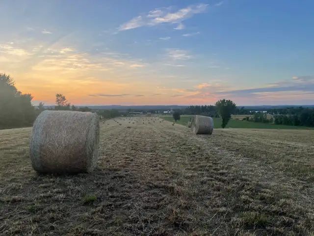 ISO - Hay