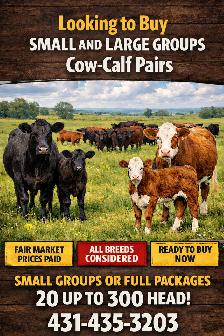 Wanted: Looking for Cow-Calf Pairs – Any Group Size Considered