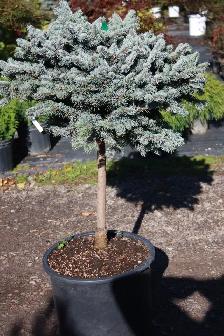 1,000 Varieties of Plants - Photo 5