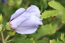 1,000 Varieties of Plants - Photo 6