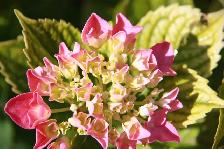 1,000 Varieties of Plants - Photo 8