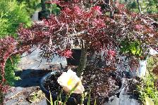 1,000 Varieties of Plants - Photo 10