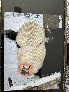 Hereford x Angus Heifer