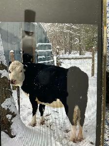 Hereford x Angus Heifer - Photo 2