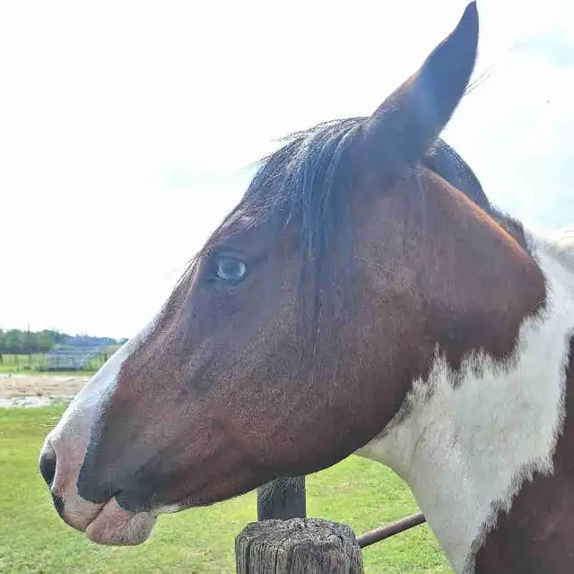 Beautiful paint mare