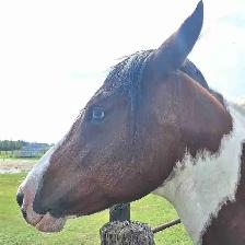 Beautiful paint mare