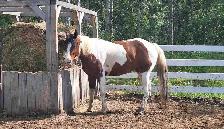 Beautiful paint mare - Photo 2