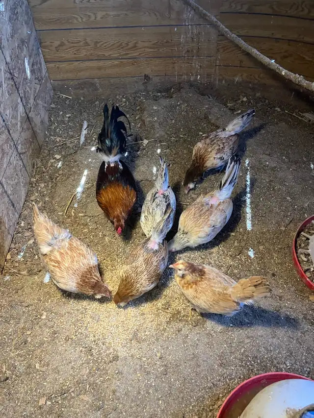 Bantam chickens - Photo 2