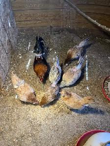 Bantam chickens - Photo 2