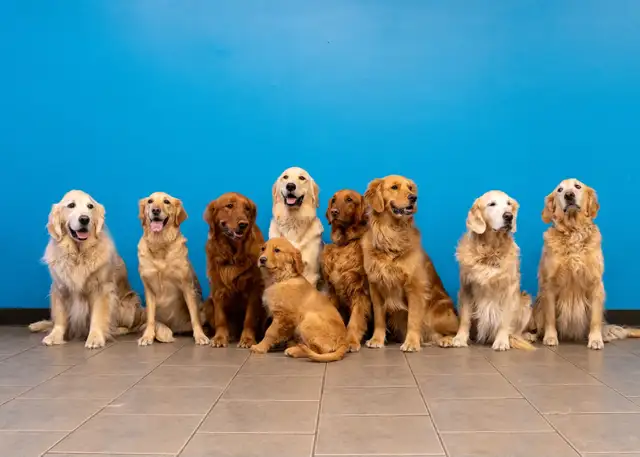 LF: PT Dog Daycare Attendant