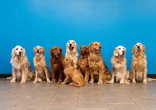 LF: PT Dog Daycare Attendant