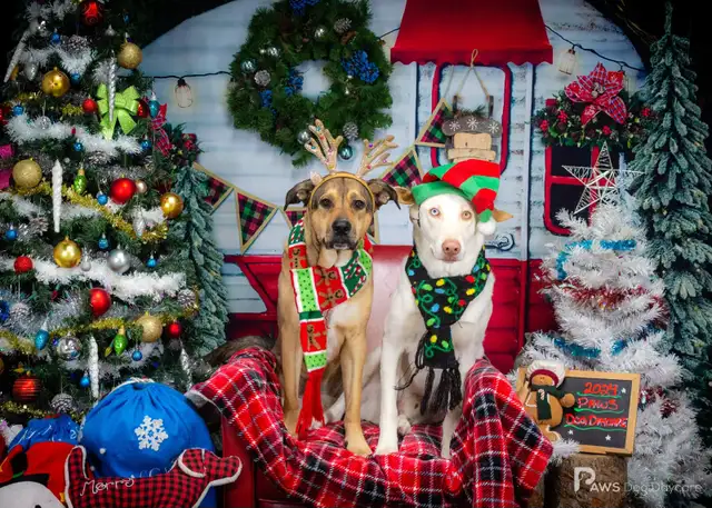 LF: PT Dog Daycare Attendant - Photo 2