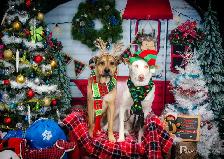 LF: PT Dog Daycare Attendant - Photo 2