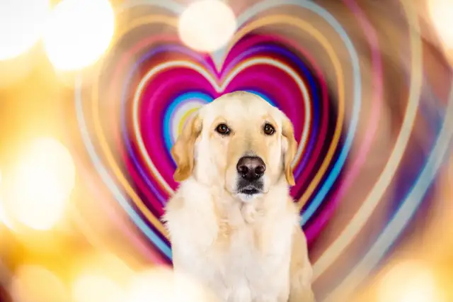 LF: PT Dog Daycare Attendant - Photo 3