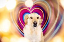 LF: PT Dog Daycare Attendant - Photo 3