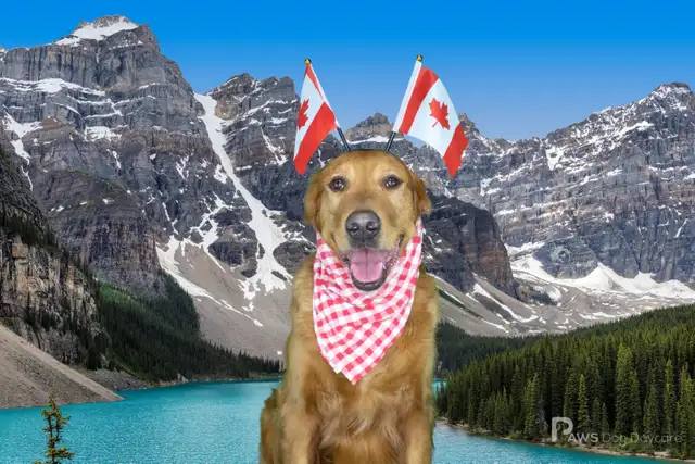 LF: PT Dog Daycare Attendant - Photo 4