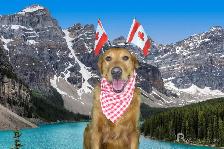 LF: PT Dog Daycare Attendant - Photo 4