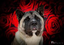 LF: PT Dog Daycare Attendant - Photo 5