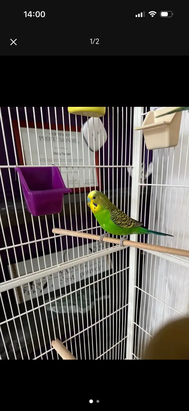 Couple Perruche ondulé