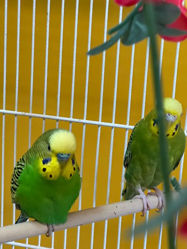 Couple Perruche ondulé - Photo 2