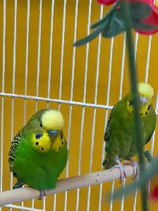Couple Perruche ondulé - Photo 2