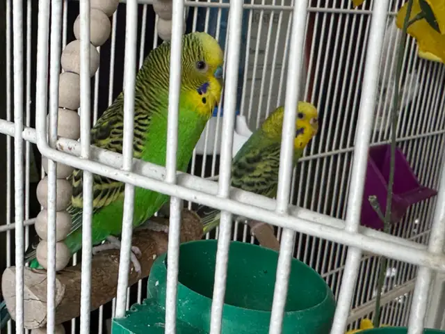 Couple Perruche ondulé - Photo 3