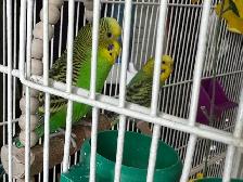 Couple Perruche ondulé - Photo 3