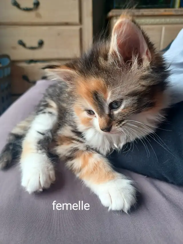 Chatons ,20$ chaques