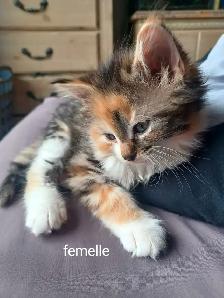 Chatons ,20$ chaques